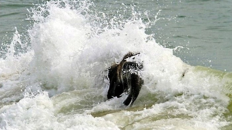 Illustration for article titled Here's an adorable baby elephant gallivanting around at the beach